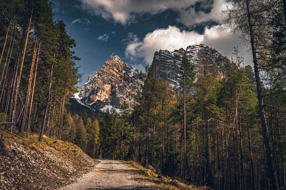 Camino entre pinos hacia la sierra, con las montañas al fondo